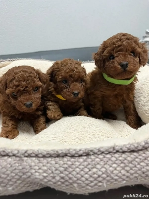 Puiuți Pudel Toy barboncino caniche  - imagine 2