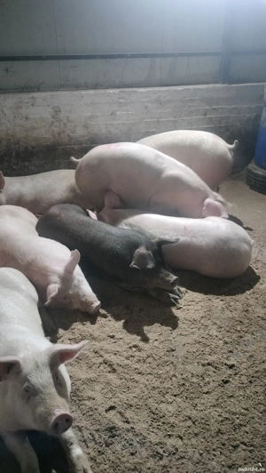 Porci și purcei premium