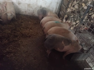 vand soldani de carne 30_55 kg