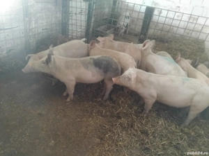 vand soldani de carne 30_55 kg - imagine 2