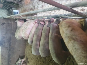 Porci de vânzare 