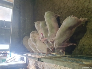 Porci de vânzare  - imagine 4