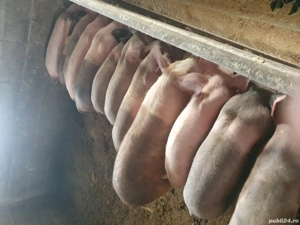 Porci de vânzare  - imagine 5