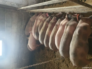 Grăsuni de vânzare 