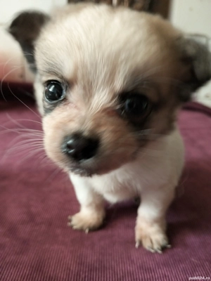 Bobuță pentru adopție responsabilă . - imagine 3