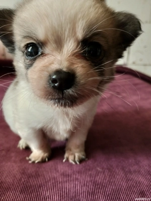 Bobuță pentru adopție responsabilă . - imagine 2