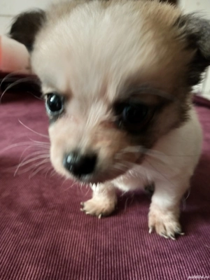 Bobuță pentru adopție responsabilă . - imagine 4