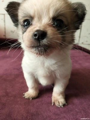 Bobuță pentru adopție responsabilă . - imagine 5