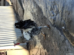 cocosi-gaini de vanzare - imagine 2