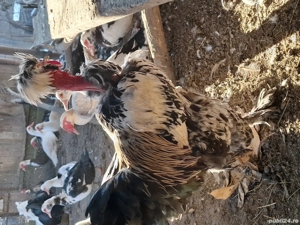 cocosi-gaini de vanzare - imagine 3