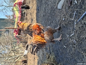 cocosi-gaini de vanzare - imagine 5