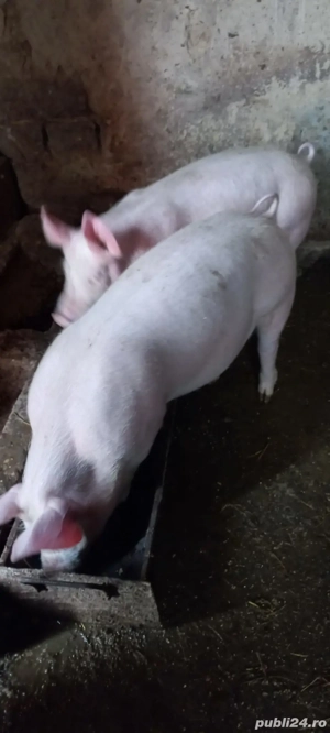  Purcei Marele Alb x Pietrain 3.5 Luni greutate 35 40 kg o733345270