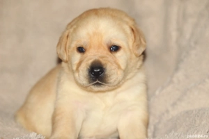 catei labrador calitate deosebita