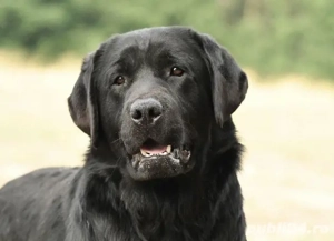 catei labrador calitate deosebita - imagine 4