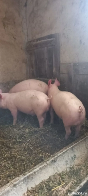 Ultimele 2 Perechi Purcei Rasa Marele Alb 3.5 Luni  o733345270 Se pot vedea in Com Lița  - imagine 4