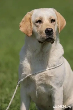 catei labrador calitate deosebita - imagine 5