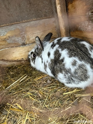 Iepuri Cap de Leu  - imagine 5