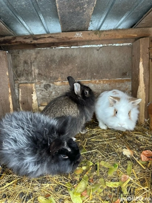 Iepuri Cap de Leu  - imagine 3