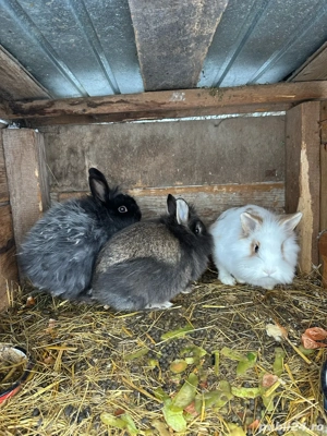 Iepuri Cap de Leu  - imagine 2