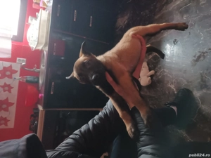 Vând cățeaua are 2 luni  - imagine 3