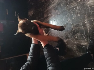 Vând cățeaua are 2 luni  - imagine 2