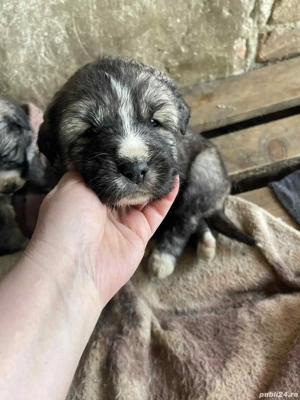 3 fetite de vânzare  - imagine 5