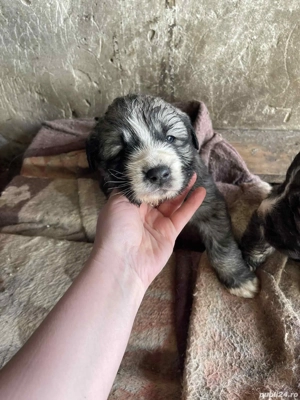 3 fetite de vânzare  - imagine 4