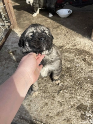 3 fetite de vânzare  - imagine 2