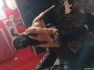 Vând cățeaua are 2 luni  - imagine 4