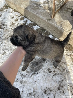 3 fetite de vânzare  - imagine 3