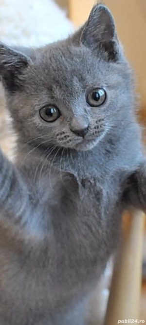 Albastru de Rusia!!!