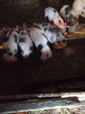 Purcei frumosi  - imagine 3