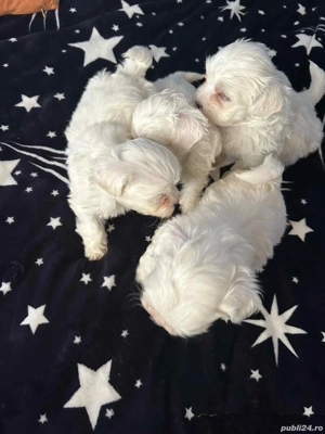 Bishon maltez mini toy  - imagine 2