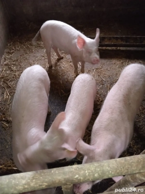 Purcei de vanzare  - imagine 2