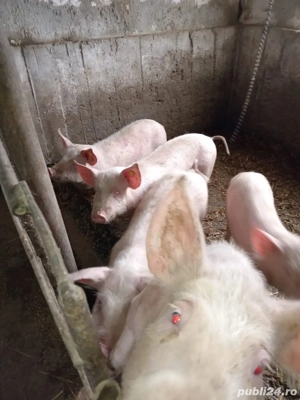 Purcei de vanzare  - imagine 3