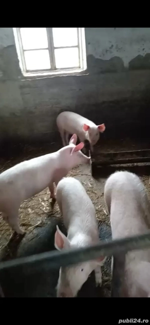 Purcei de vanzare  - imagine 4