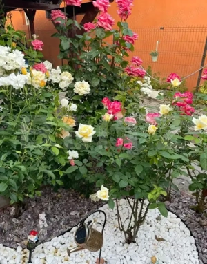 Casa de vanzare, 175 mp, teren 6 ari, zona Unirii - imagine 10