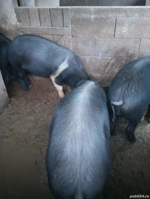 Porci de vânzare  - imagine 2