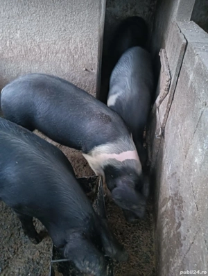 Porci de vânzare  - imagine 4