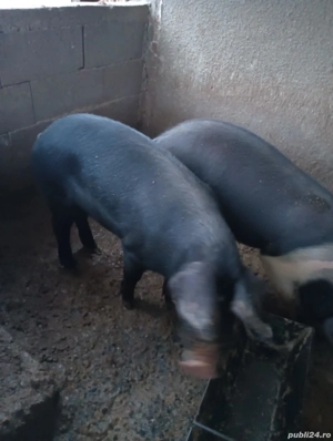 Porci de vânzare 