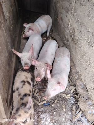 Disponibili purcei de 10 săptămâni - imagine 4