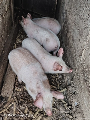 Disponibili purcei de 10 săptămâni