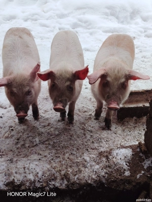 Disponibili purcei de 10 săptămâni - imagine 2