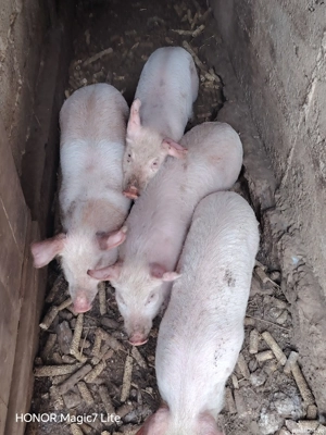 Disponibili purcei de 10 săptămâni - imagine 3