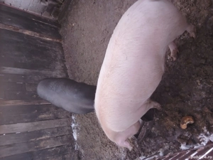 Scrofițe 100 kg - imagine 2