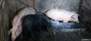 Vand porci  - imagine 3