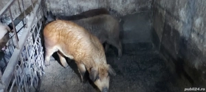 Vand porci  - imagine 2