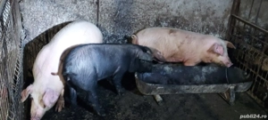 Vand porci  - imagine 4