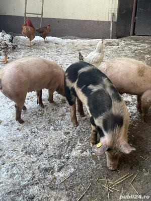 De vanzare! - imagine 4