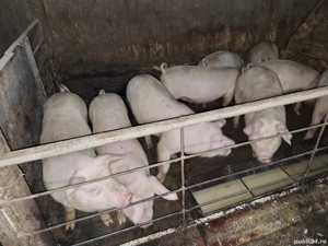 Vând șoldani crescuți în gospodărie  - imagine 2